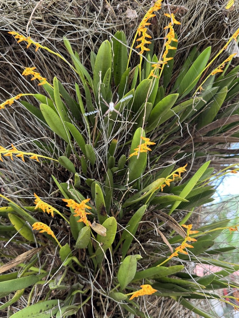 Acianthera glumacea photo 5