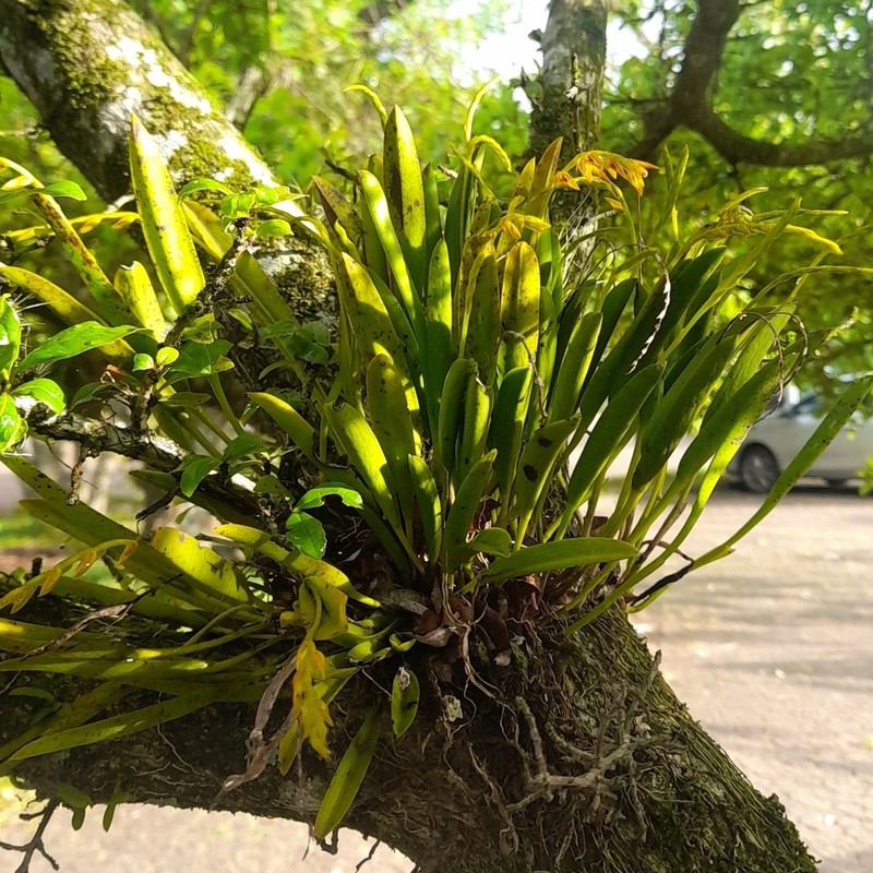 Acianthera glumacea photo 6