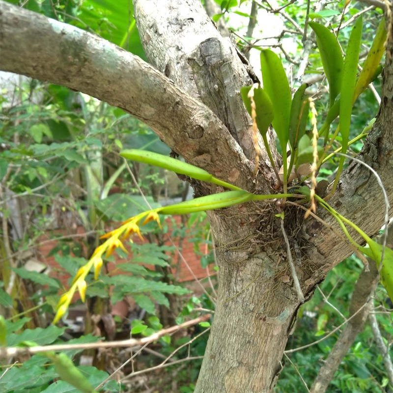 Acianthera glumacea photo 7