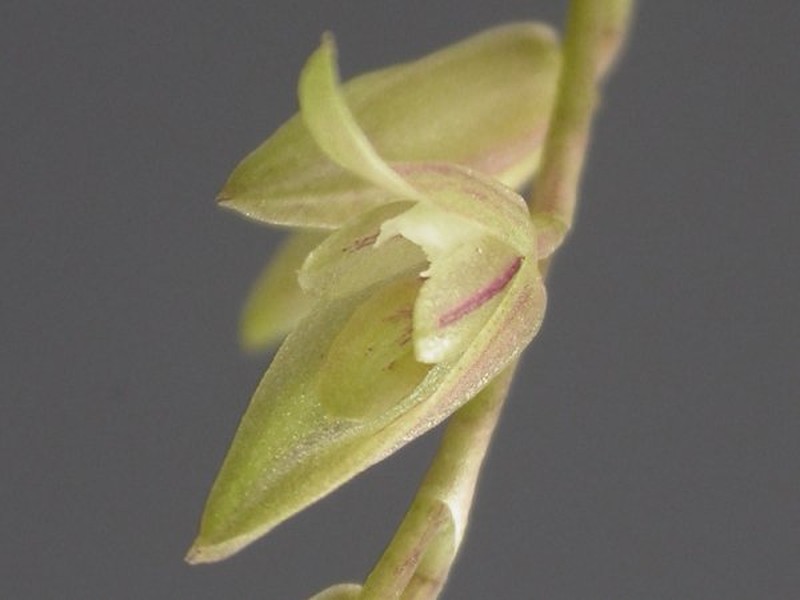 Acianthera gracilis