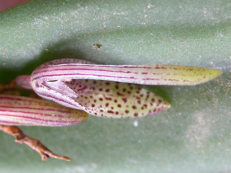 Acianthera gracilisepala