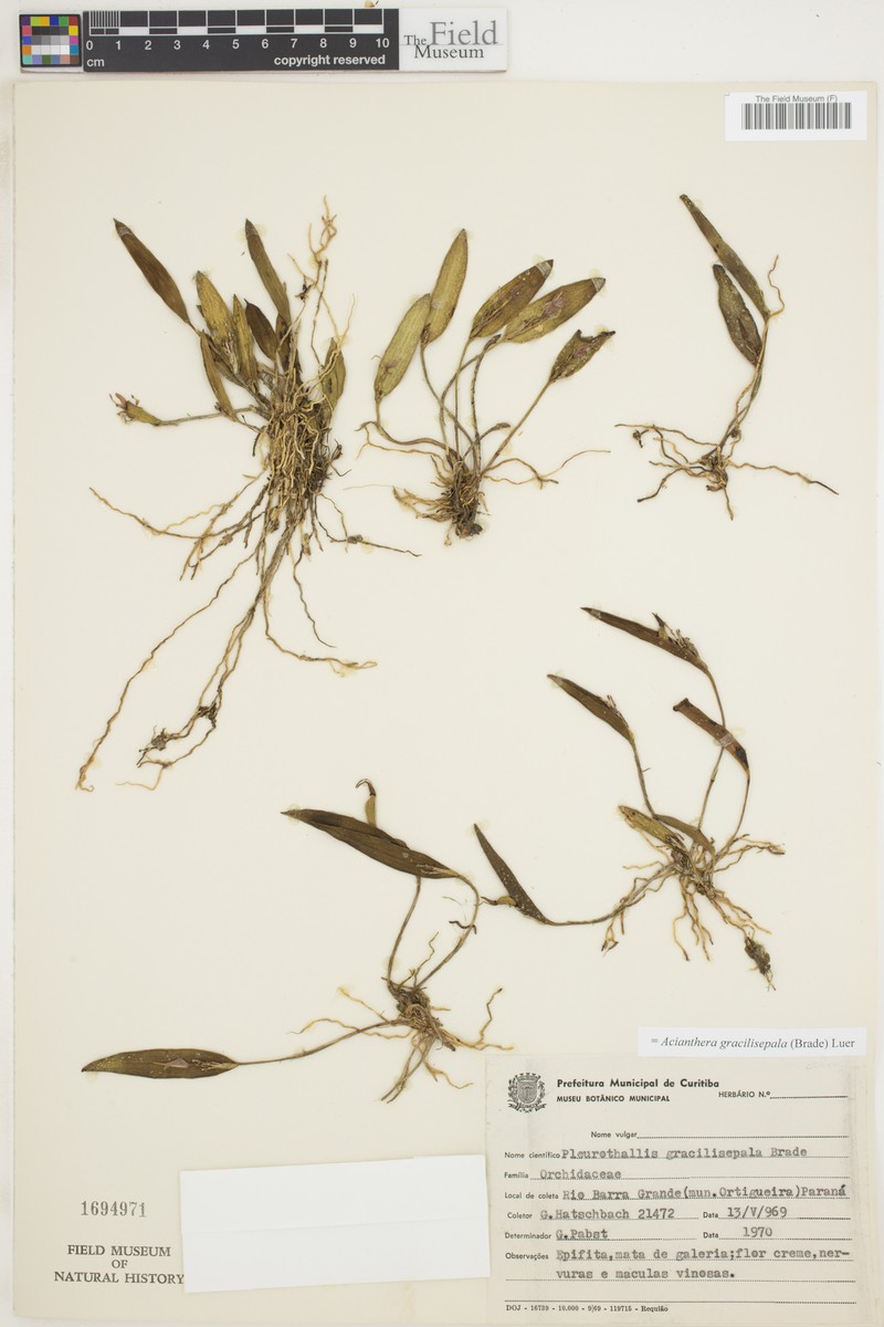 Acianthera gracilisepala photo 3