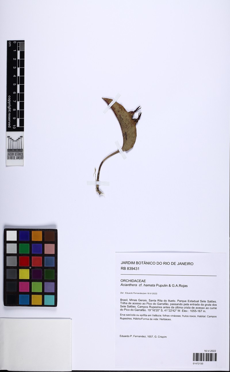 Acianthera hamata