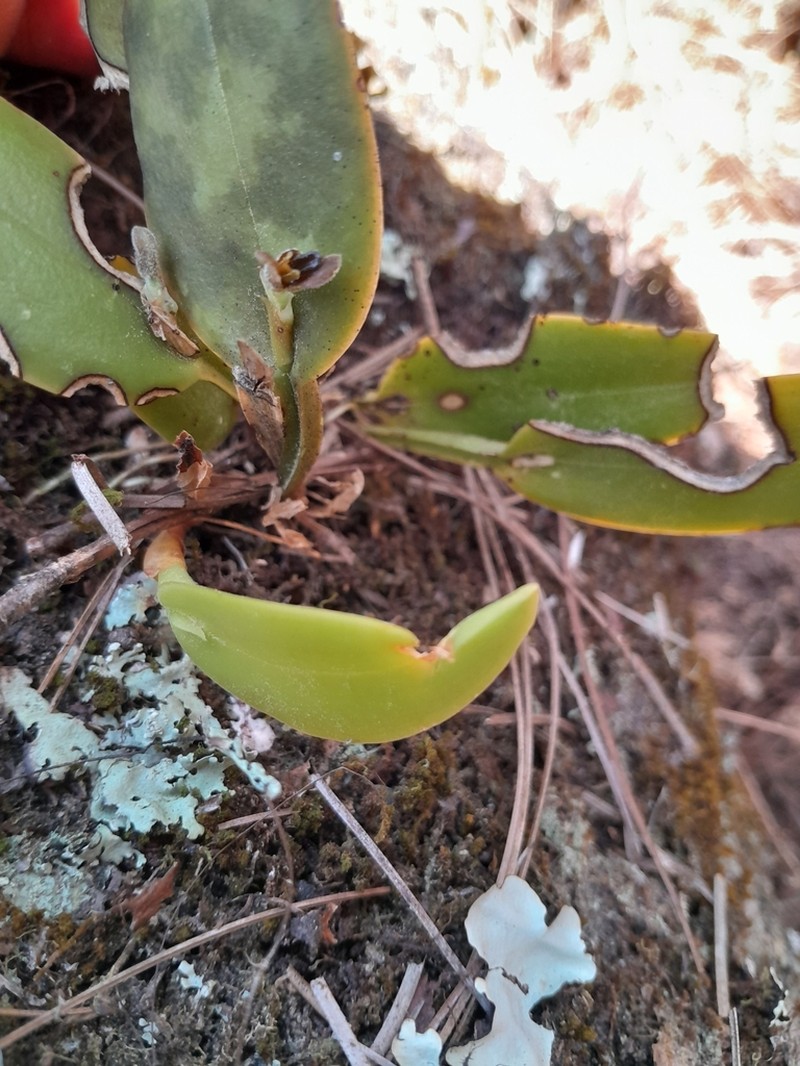 Acianthera hartwegiifolia