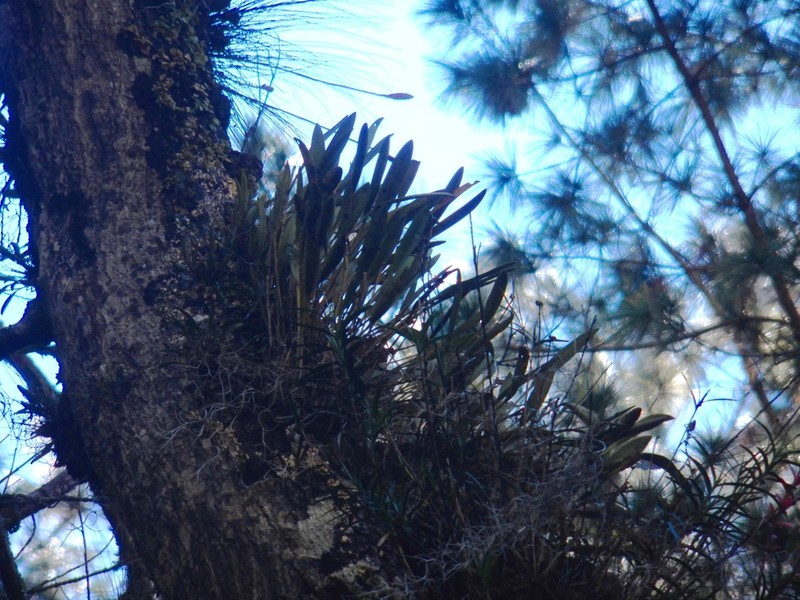 Acianthera hartwegiifolia photo 3