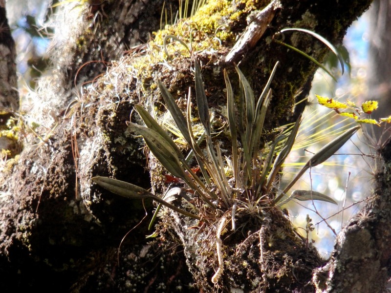 Acianthera hartwegiifolia photo 4
