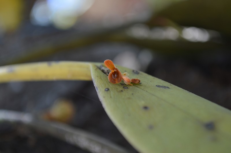 Acianthera hartwegiifolia photo 5