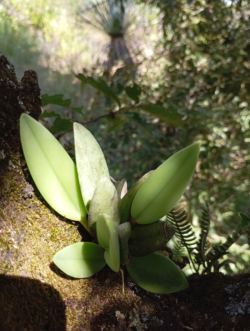 Acianthera hartwegiifolia photo 6