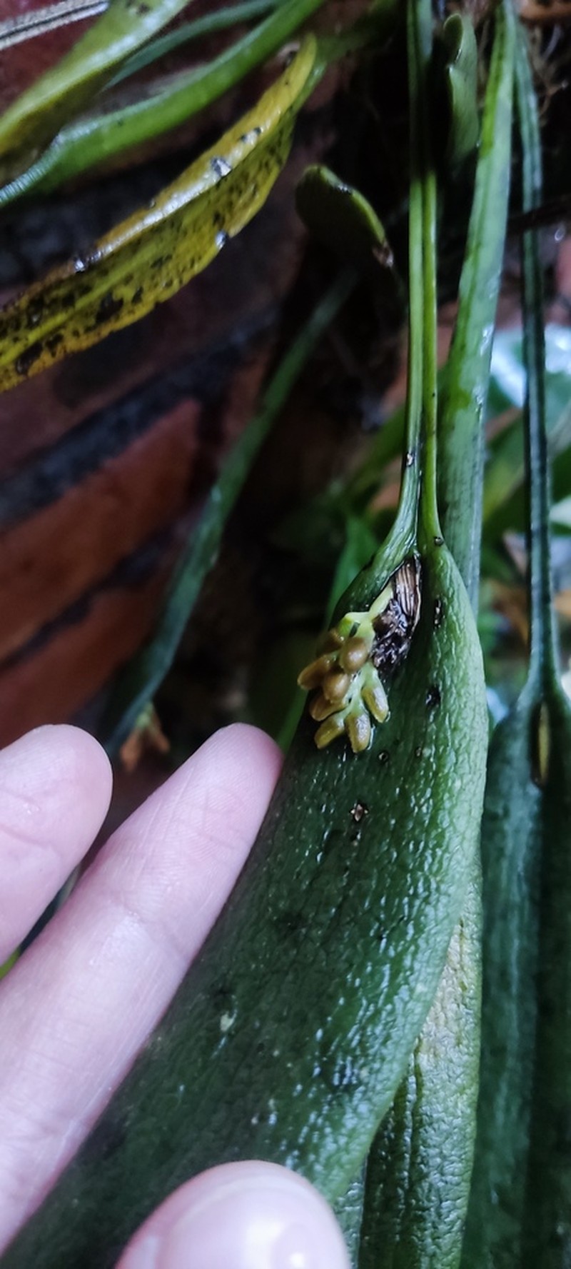 Acianthera hartwegiifolia photo 7