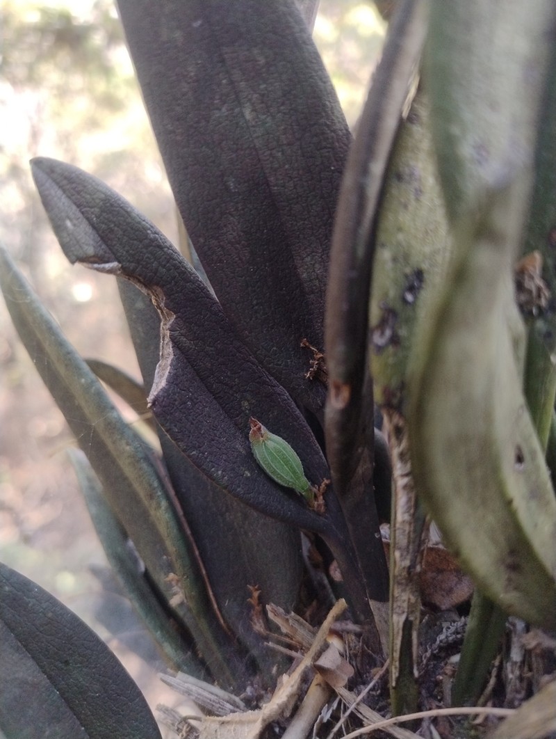 Acianthera hartwegiifolia photo 8
