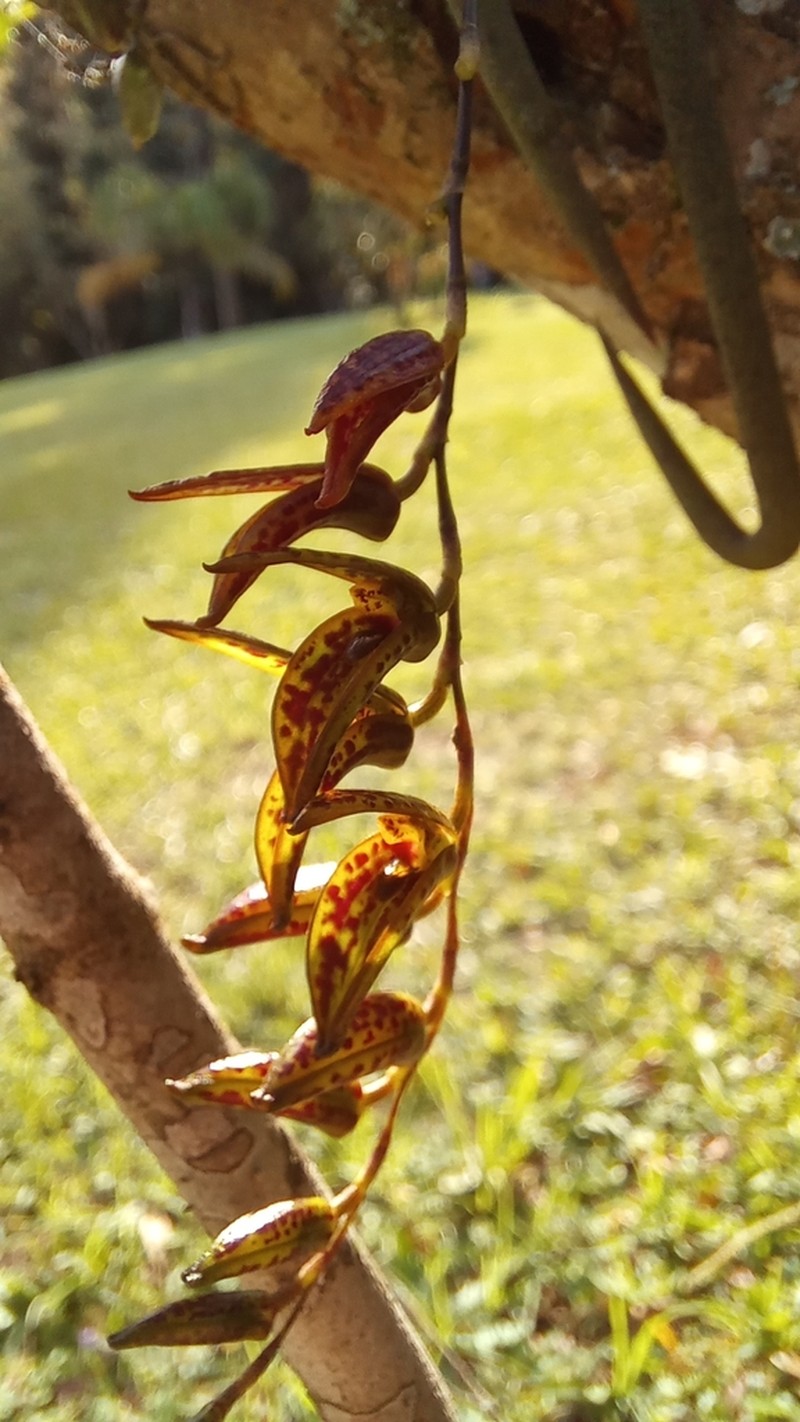 Acianthera hatschbachii photo 2
