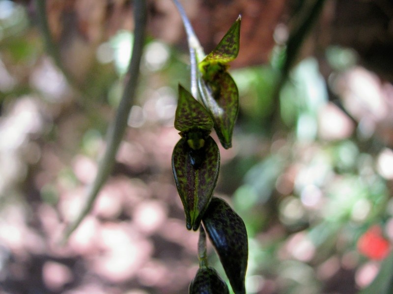Acianthera hatschbachii photo 3