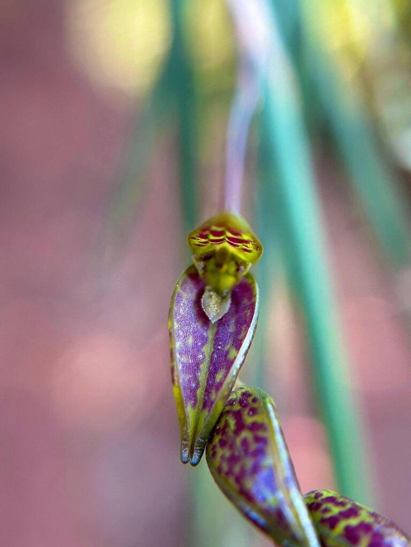 Acianthera hatschbachii photo 4
