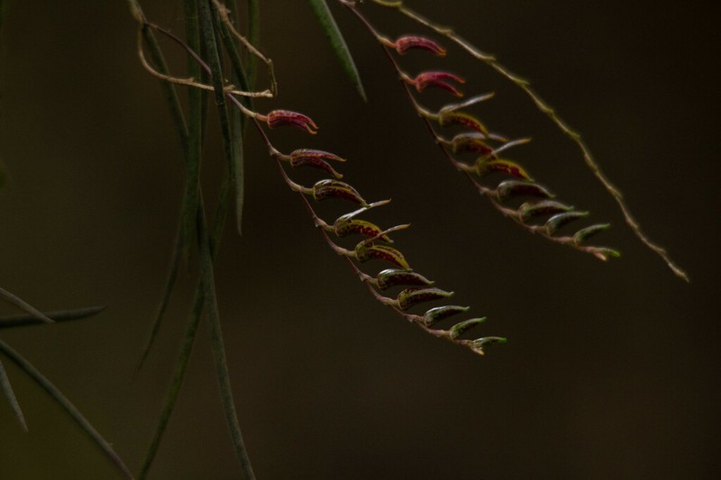 Acianthera hatschbachii photo 5