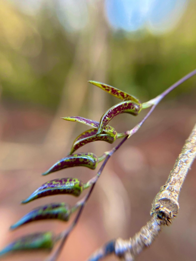 Acianthera hatschbachii photo 6