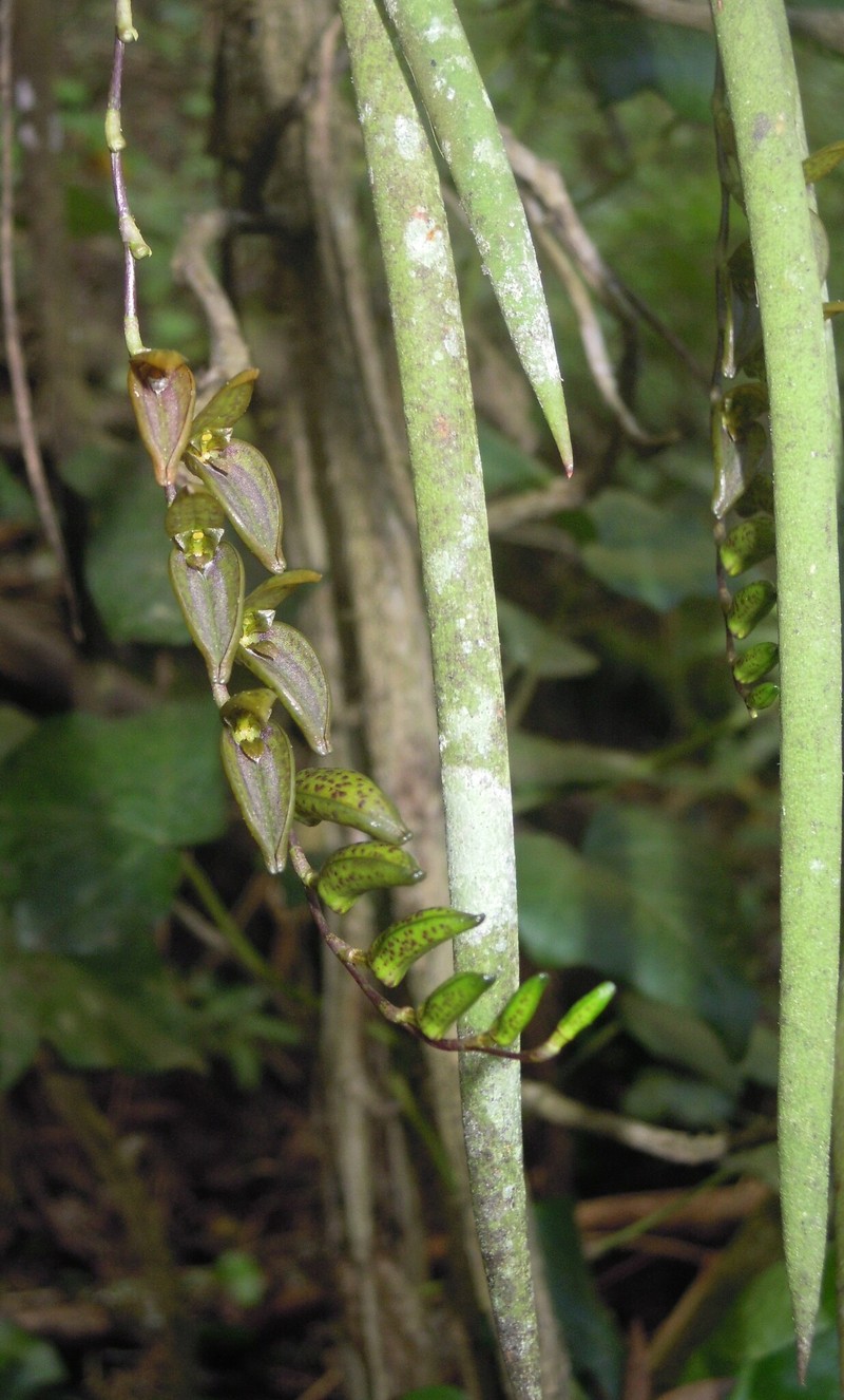 Acianthera hatschbachii photo 7
