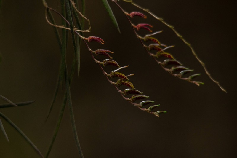 Acianthera hatschbachii photo 8