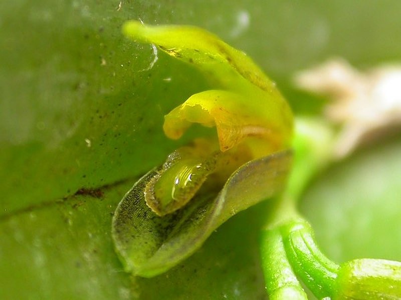 Acianthera heringeri
