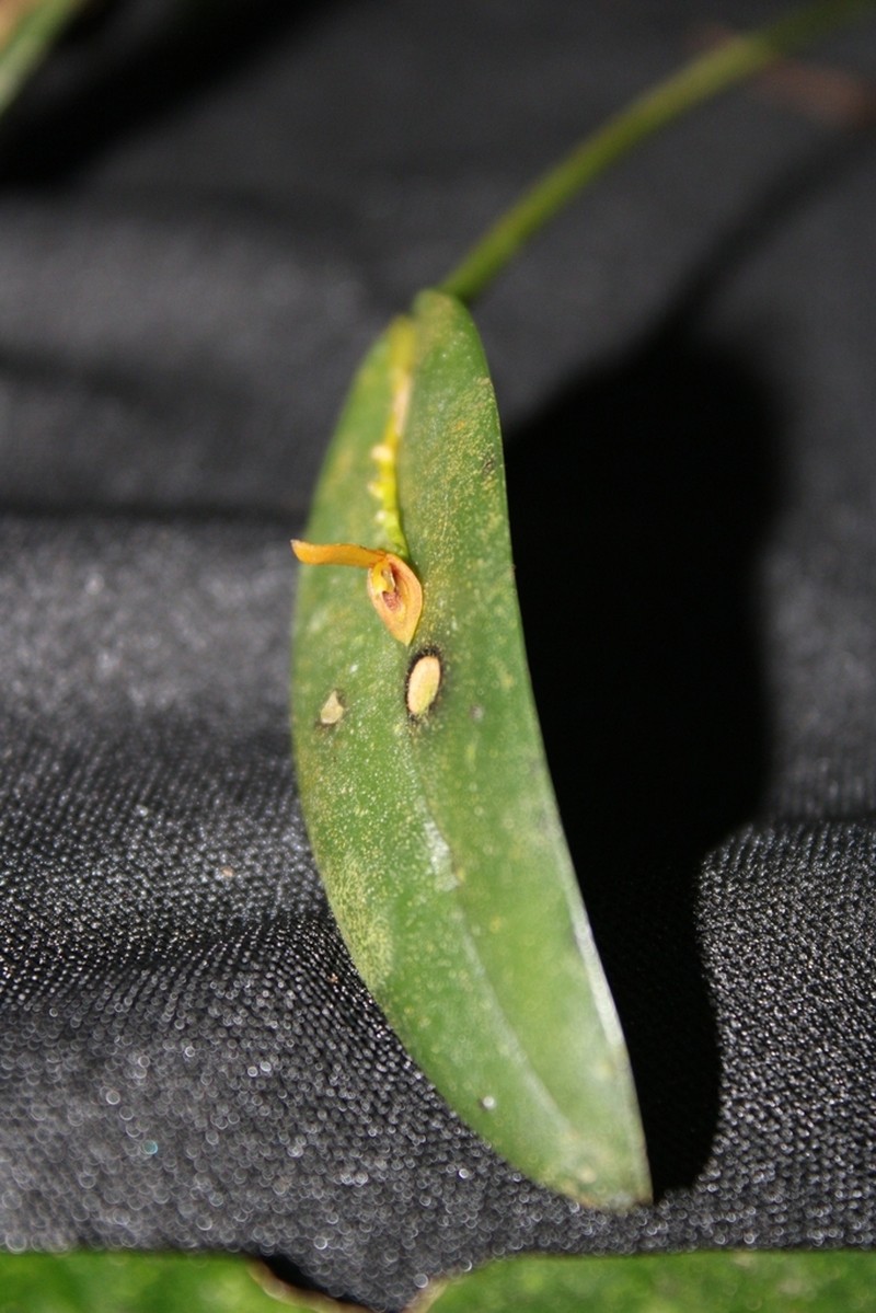 Acianthera heringeri photo 2