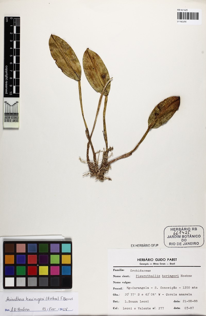 Acianthera heringeri photo 4