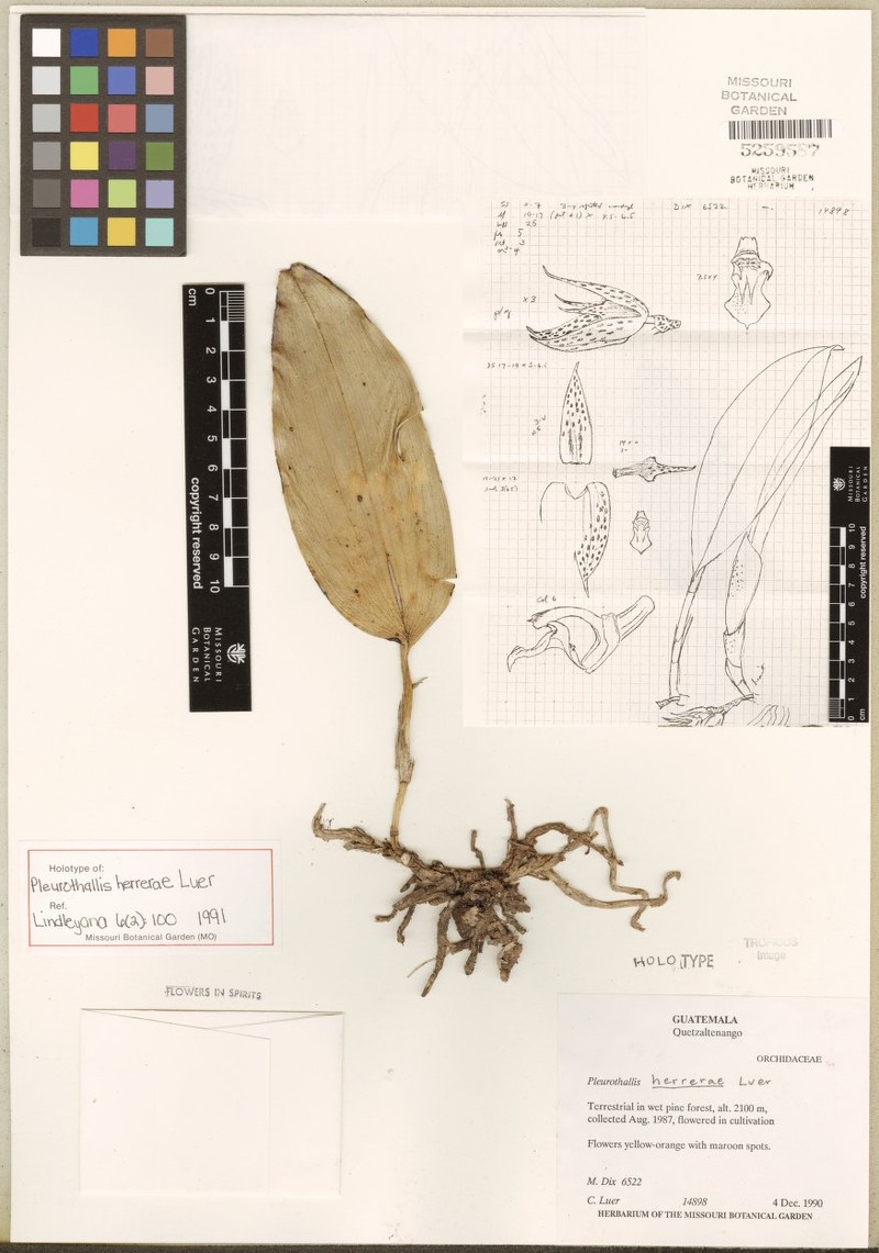 Acianthera herrerae