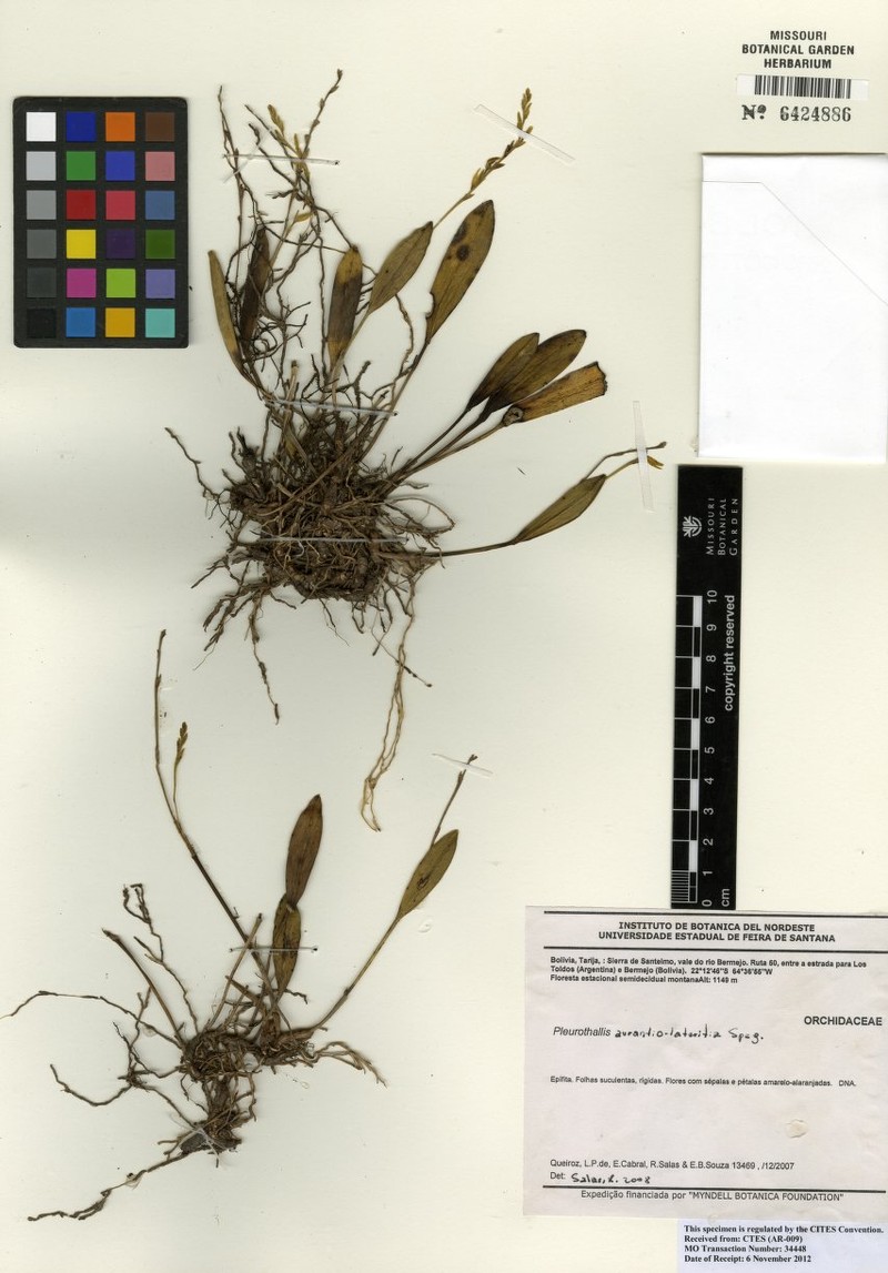 Acianthera herzogii