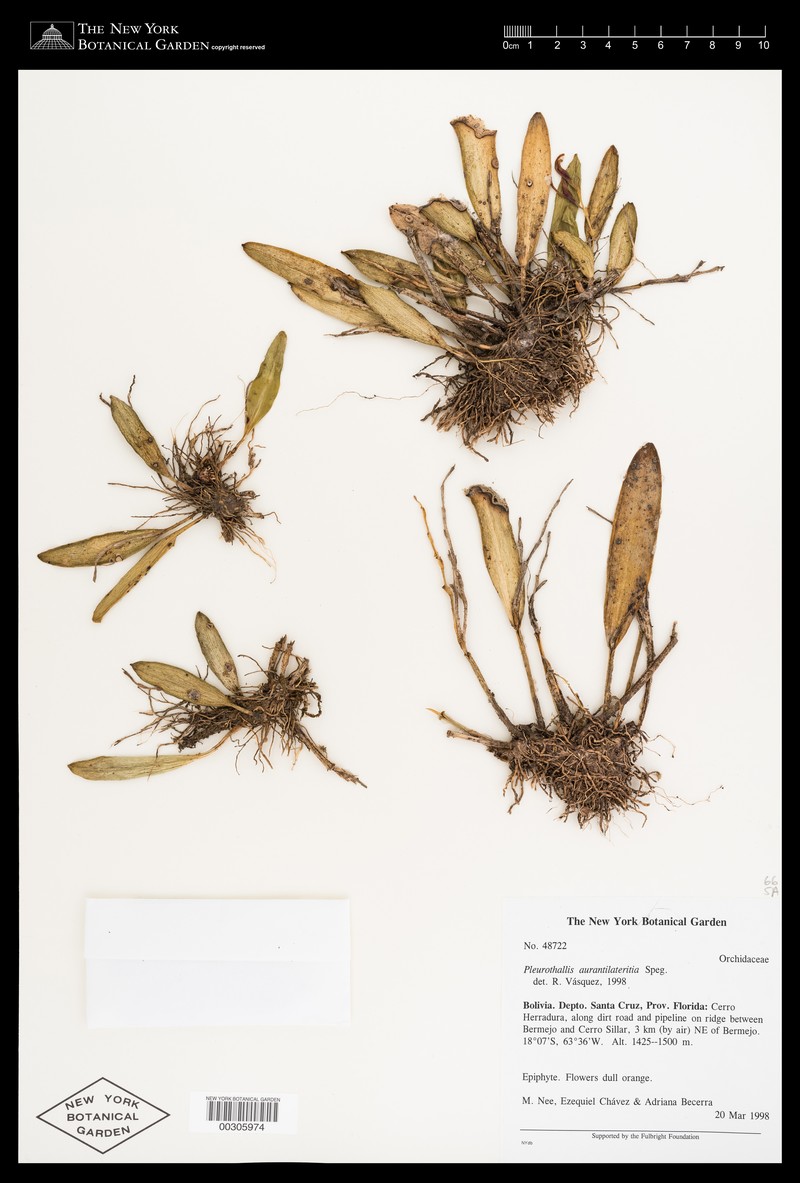 Acianthera herzogii photo 2