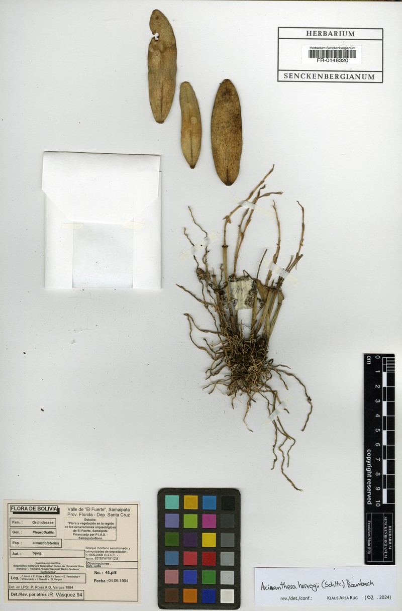 Acianthera herzogii photo 3