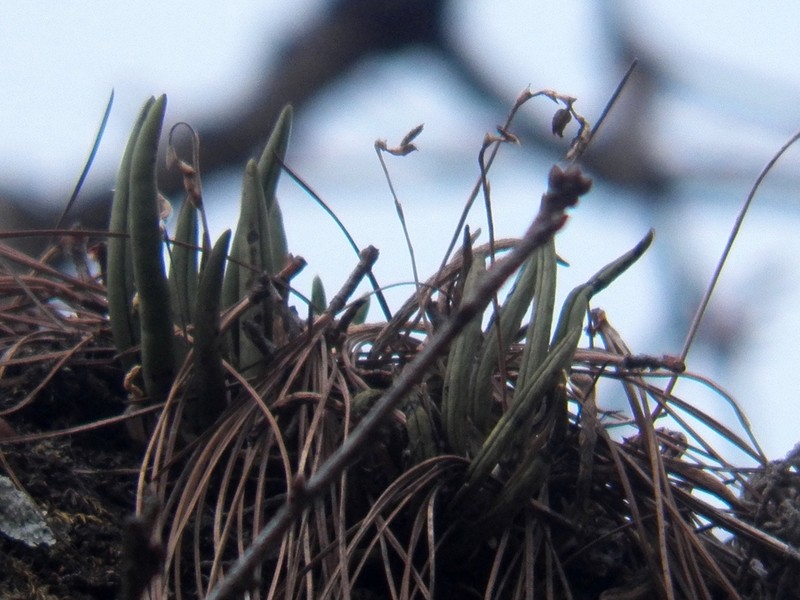 Acianthera hintonii photo 2