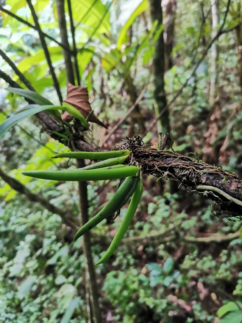 Acianthera hintonii photo 3