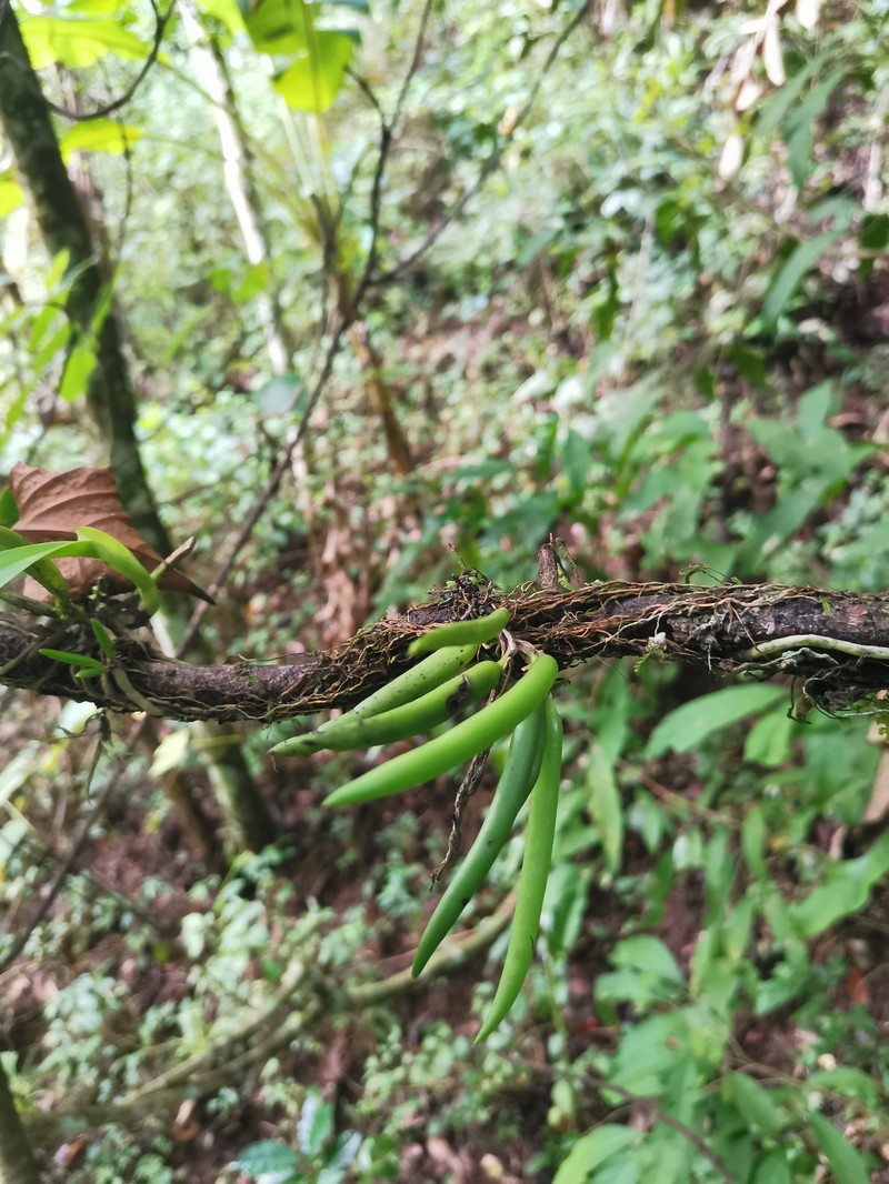 Acianthera hintonii photo 4