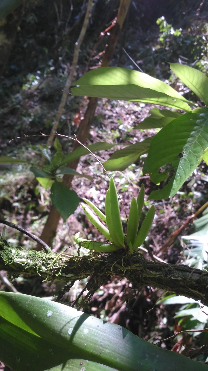 Acianthera hintonii photo 5