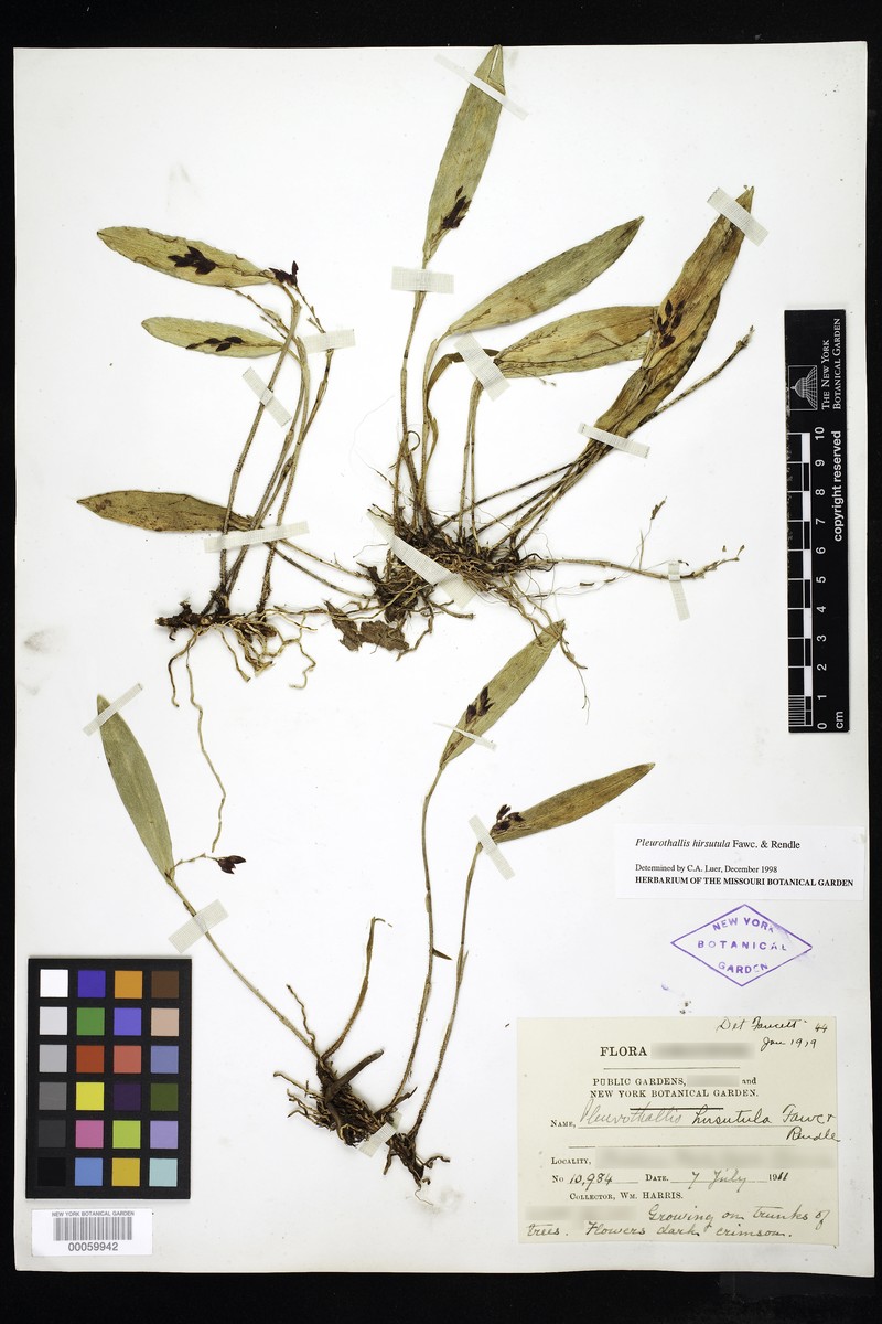 Acianthera hirsutula