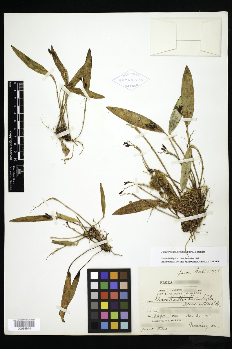 Acianthera hirsutula photo 2