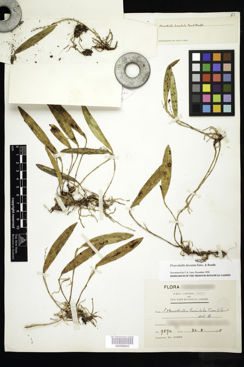 Acianthera hirsutula photo 3