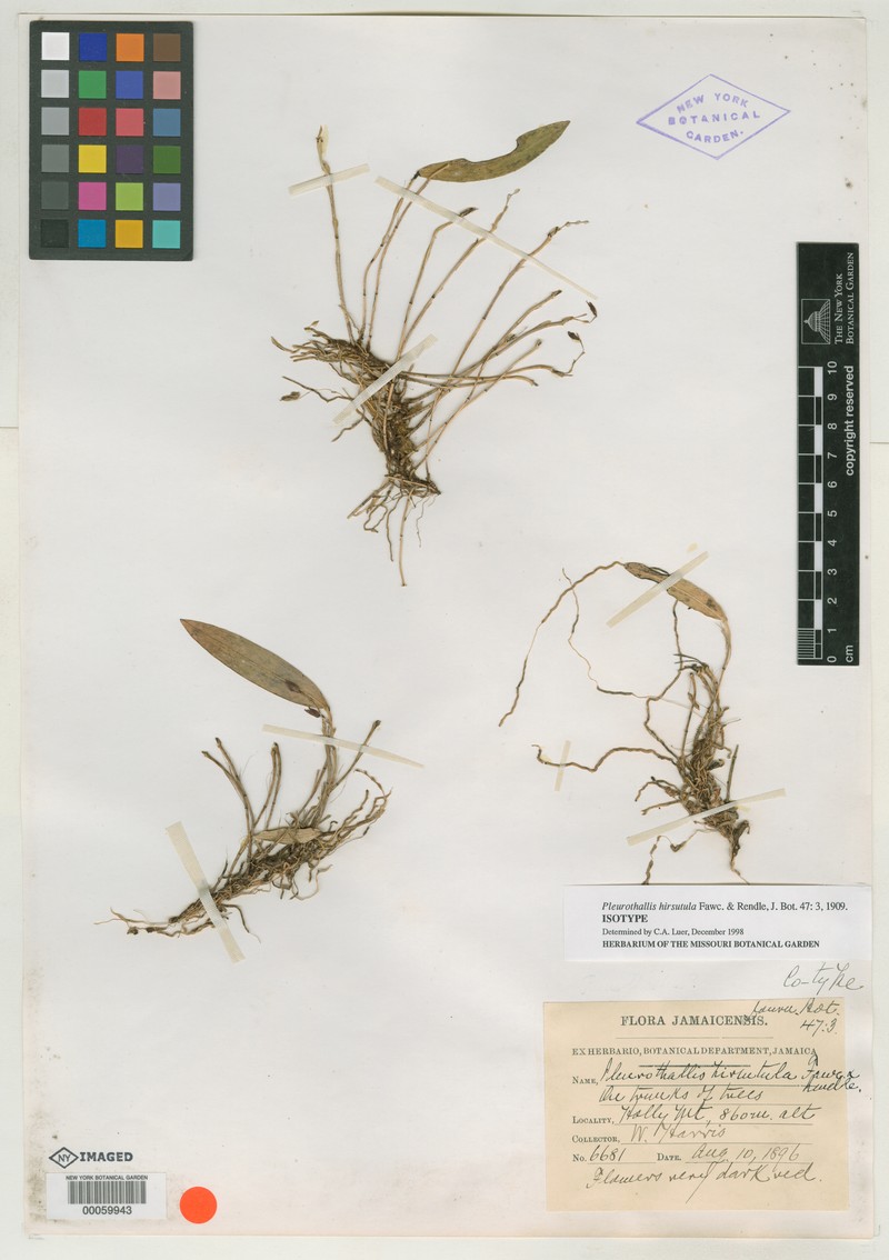 Acianthera hirsutula photo 4