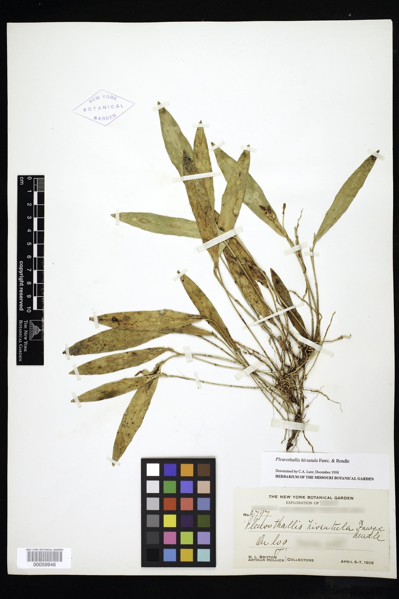 Acianthera hirsutula photo 6