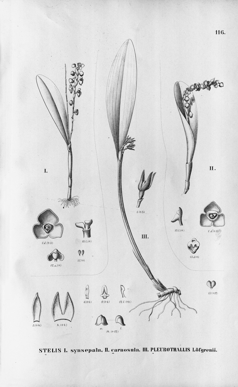 Acianthera hoffmannseggiana