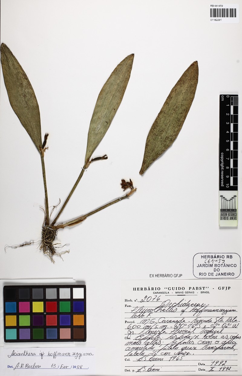 Acianthera hoffmannseggiana photo 3