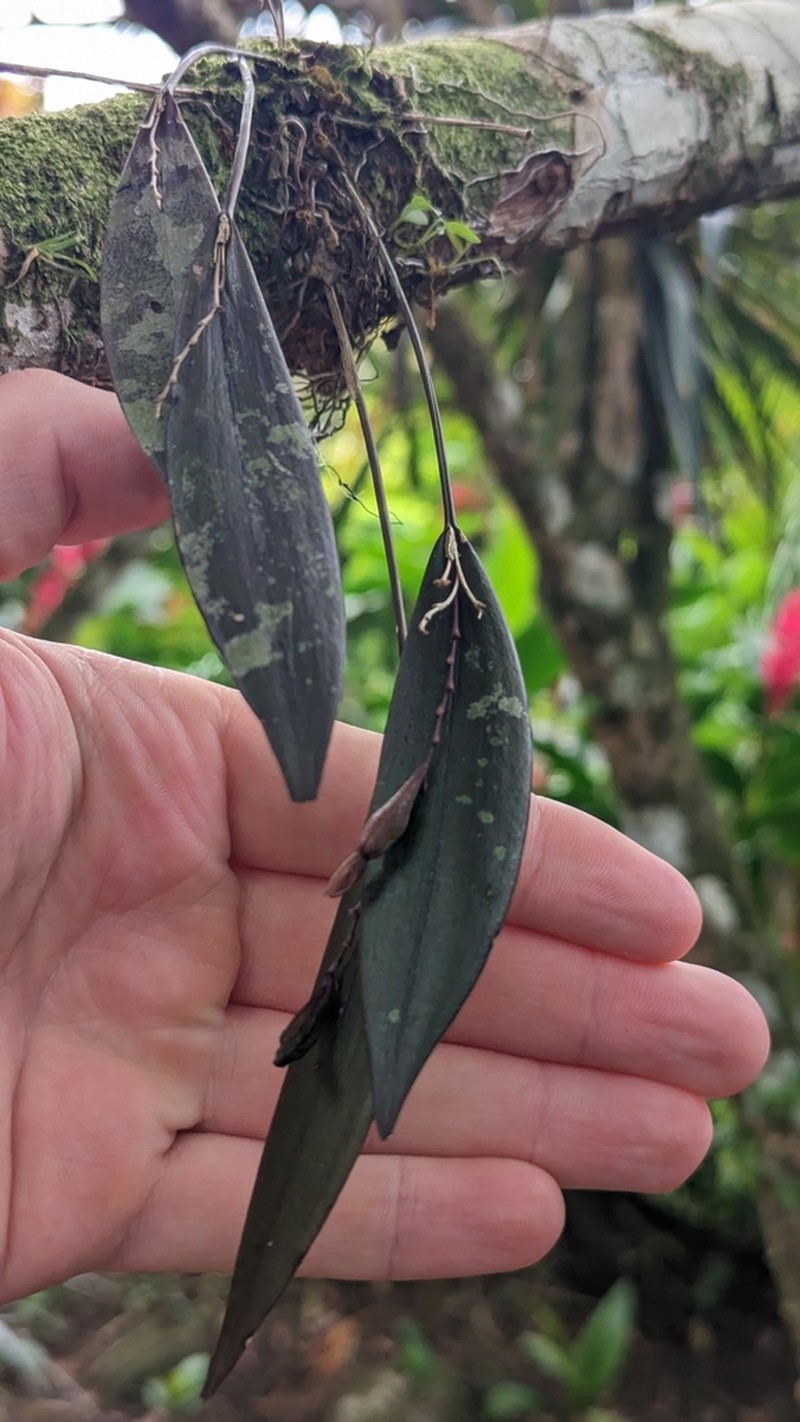 Acianthera hondurensis photo 2
