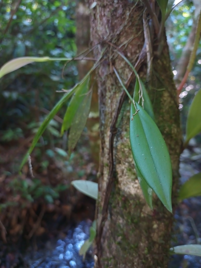 Acianthera hondurensis photo 3