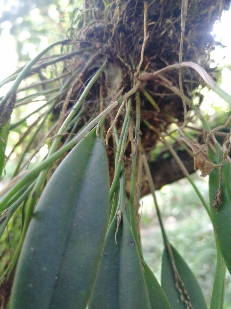 Acianthera hondurensis photo 4