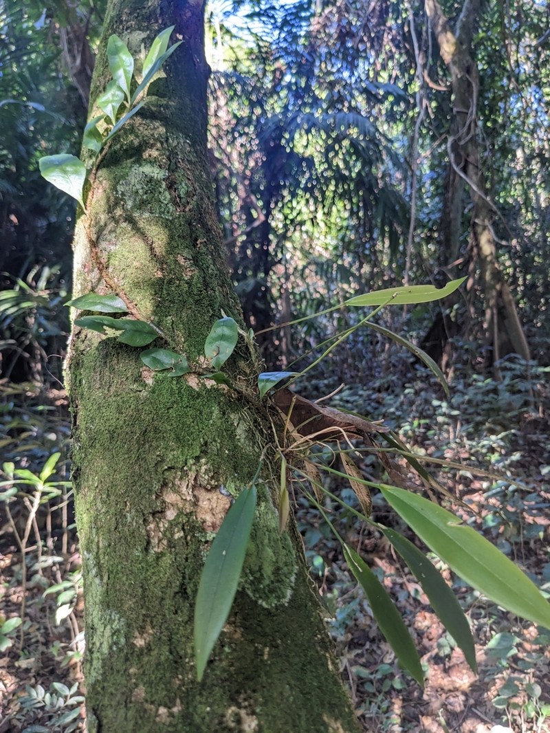 Acianthera hondurensis photo 5