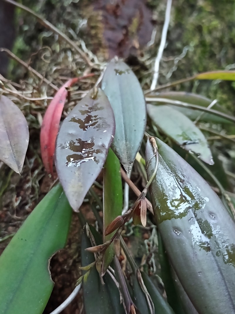 Acianthera hondurensis photo 6