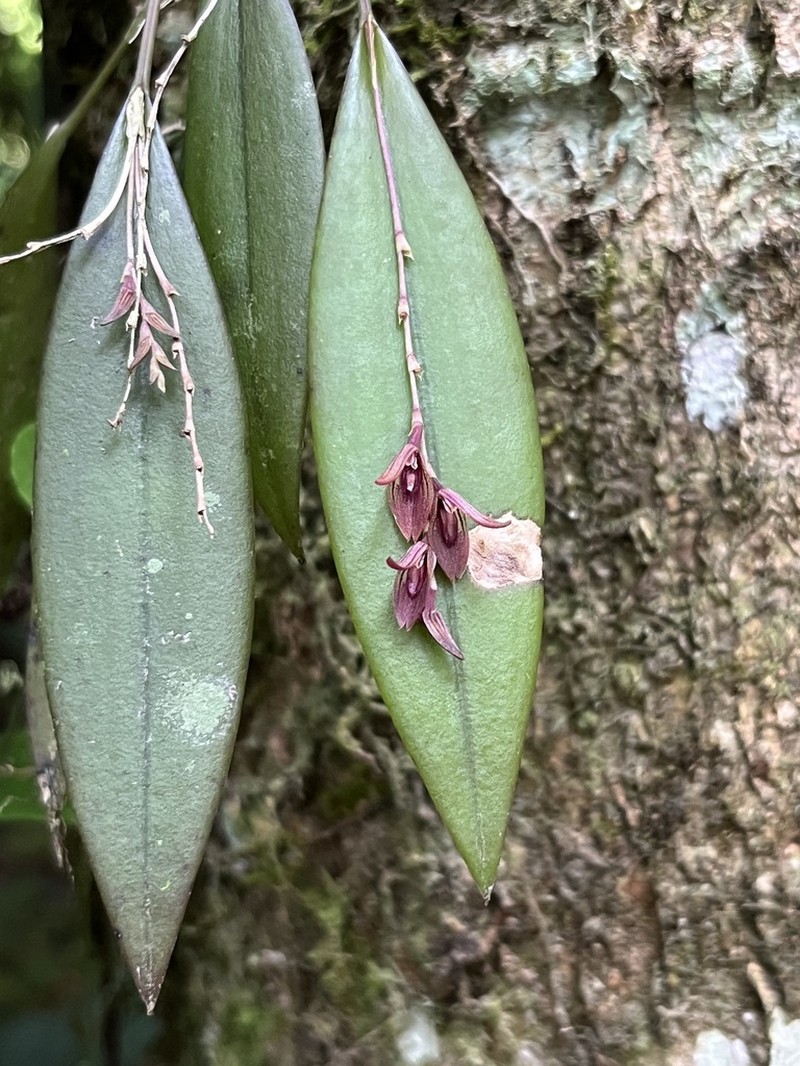 Acianthera hondurensis photo 7