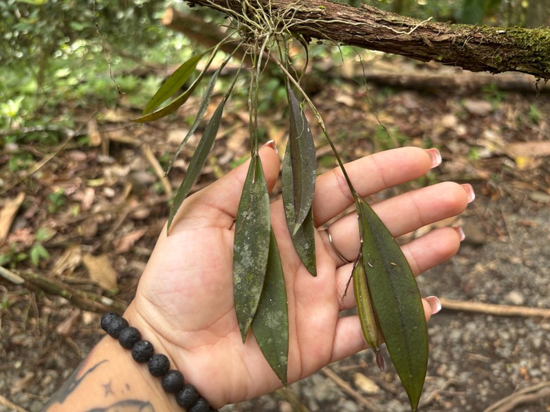 Acianthera hondurensis photo 8