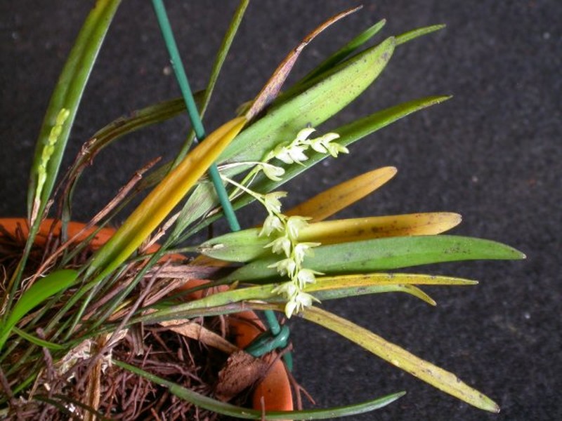 Acianthera hygrophila