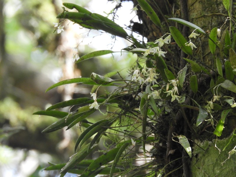 Acianthera hygrophila photo 2