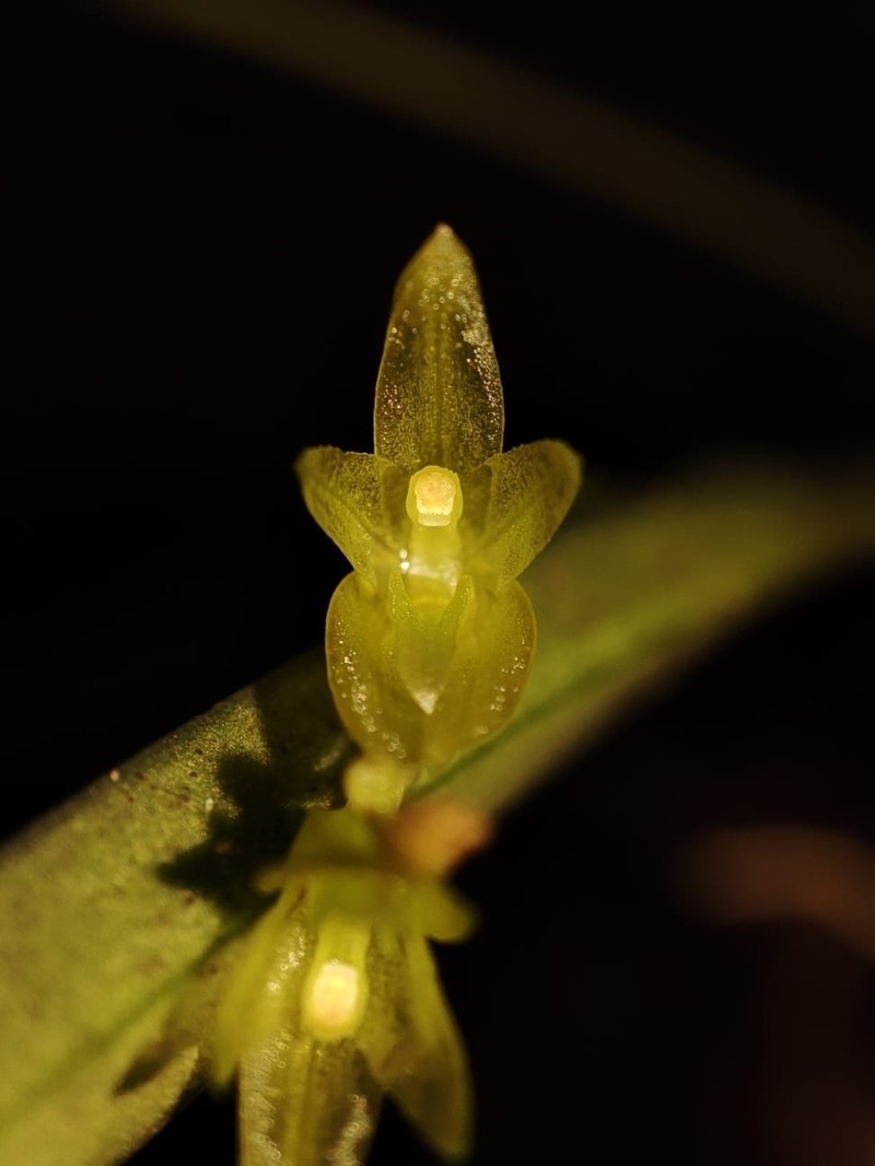 Acianthera hygrophila photo 3