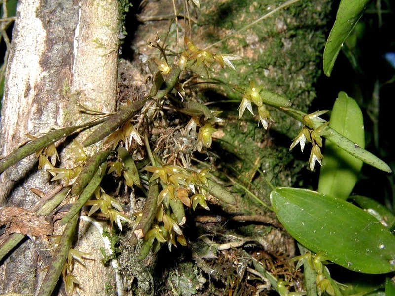 Acianthera hygrophila photo 4